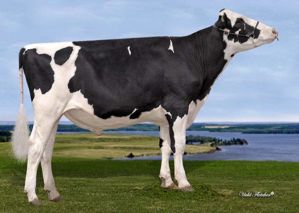 Side photo of Stanton Genetics Bull, Cookiecutter EX Heritage with the head up.