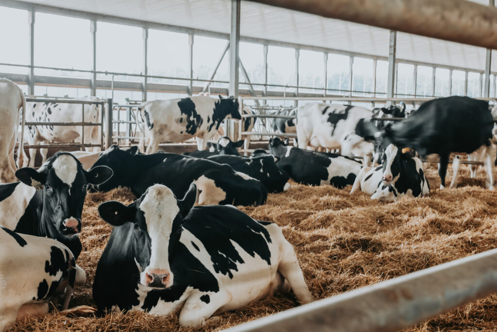 Cows sitting and standing in barn at Stanton Genetics Inc.