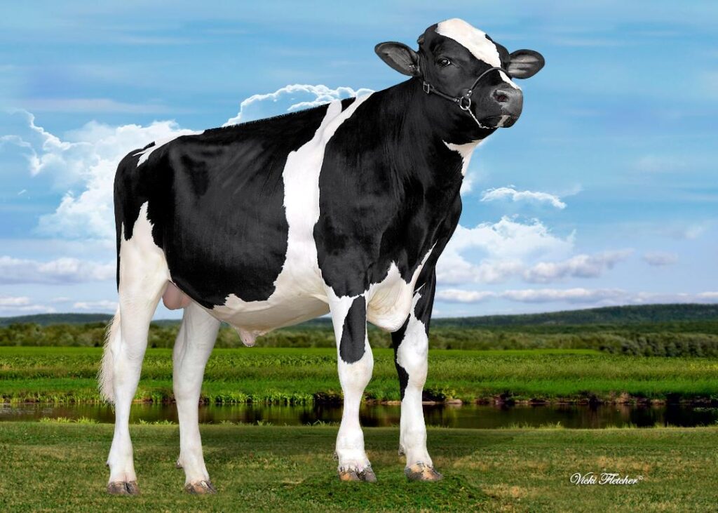 Front photo of Stanton Genetics Bull, Advantage with the head up.