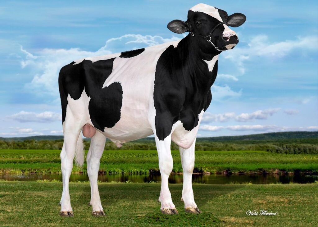 Front photo of Stanton Genetics Bull, Magnetic with the head up.