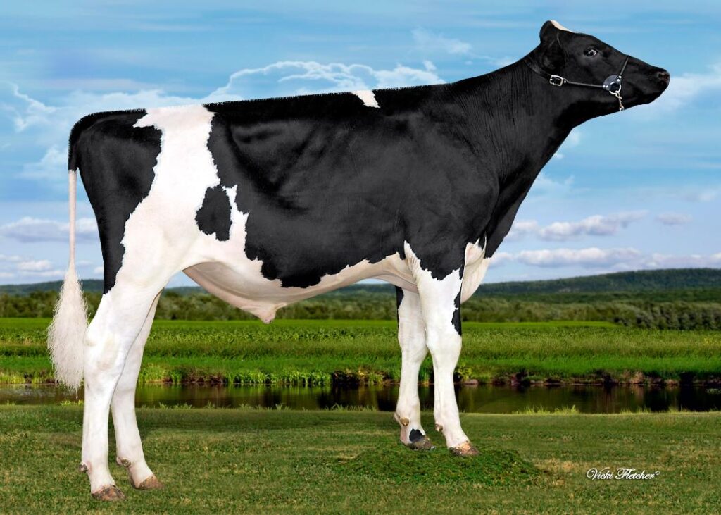 Side photo of Stanton Genetics Bull, Maximize PP with the head up.