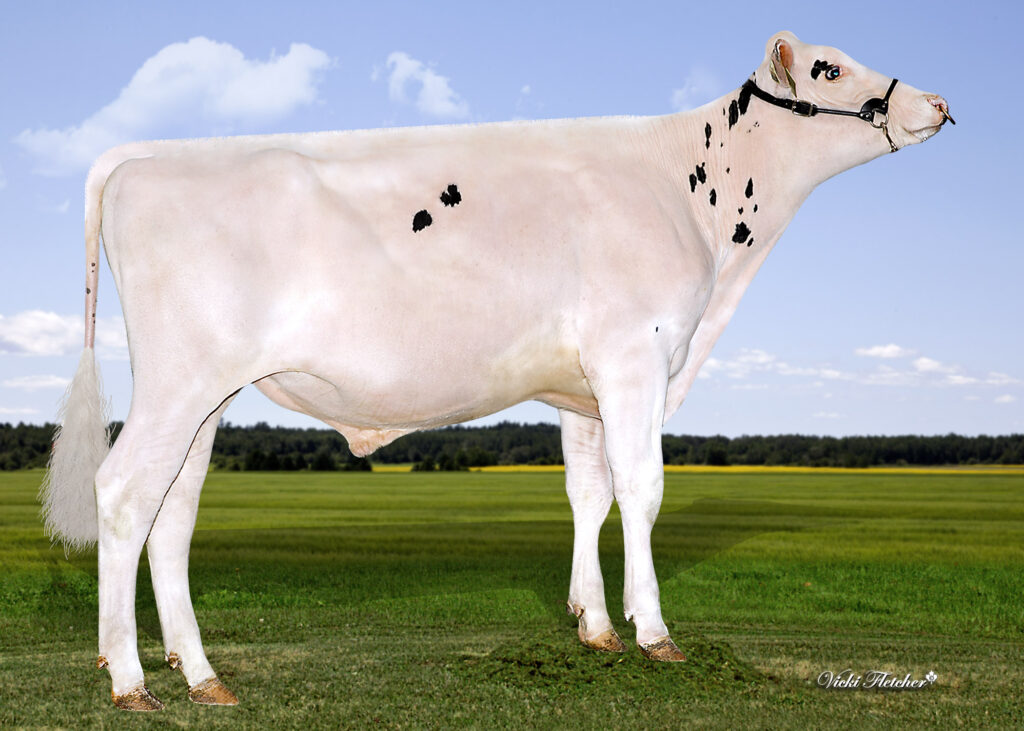 Side photo of Stanton Genetics Bull, Shortcut P with the head up.
